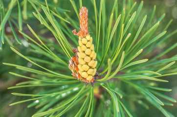 Blooming pine close-up.