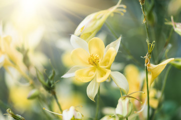 Naklejka premium yellow flower background
