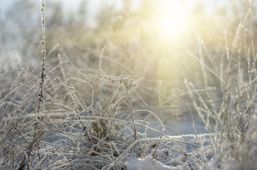 snow and frost on a dry grass
