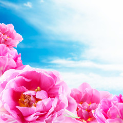 Pink tulips on blue sky background