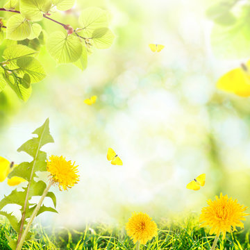 Summer background with beautiful meadow flowers