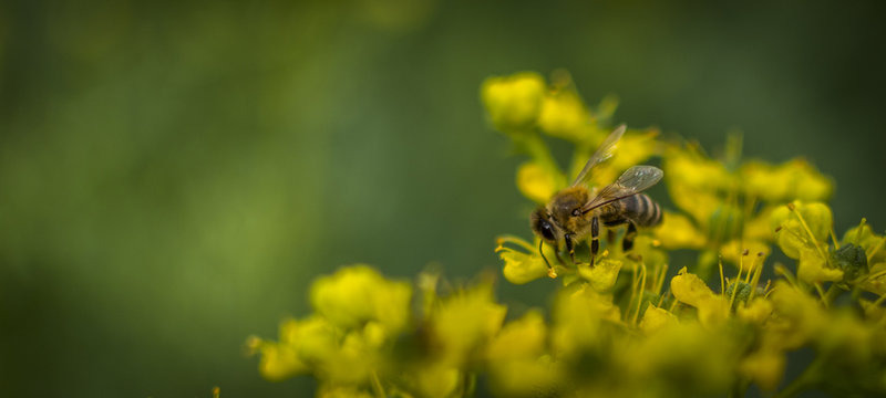 HORNET