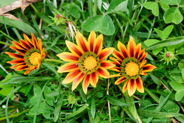 Gazania linearis