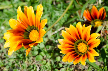 Gazania linearis