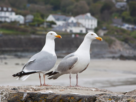 European Herring Gulls (Larus argentatus) perched on a sea wall
