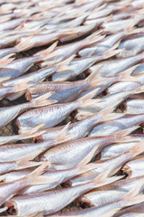 Threadfin fish dry out. Selective Focus.