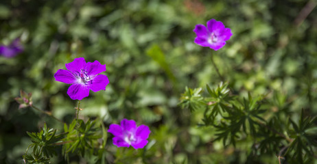 Obraz premium FLOWER