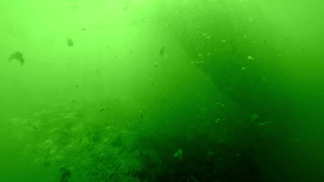 Fingerlings Fish Swimming Close to Bottom in Muddy River of Bright Green Water in Which Various Elements Sail in Course