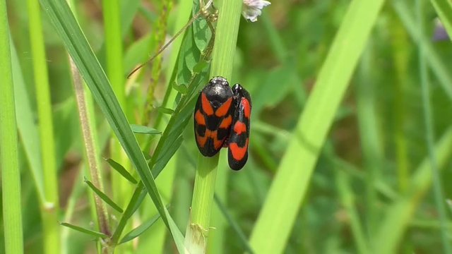 Schaumzikaden, Paar sitzt zusammen