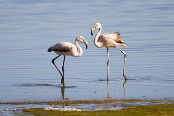 Dos flamencos blancos