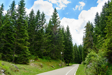 Fototapeta premium Free Road among Beautiful Forest in the National Park Durmitor, Montenegro