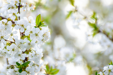 White Spring Cherry Flowers on Bright Blurred Background