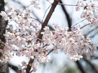 Cherry blossoms or Sakura