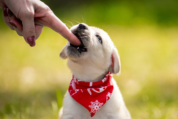 A puppy dog nibbles on the hand of it's owner © sushytska