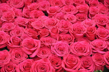 Big bouquet of pink roses