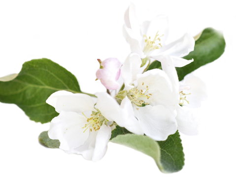 Apple Blossom On White Background