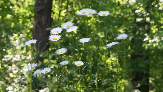 Daises dancing in the breeze in Summer