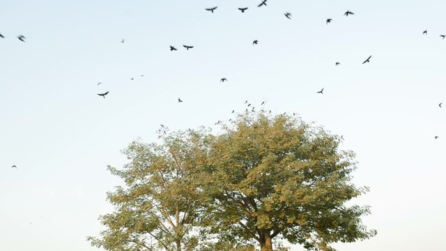 Crows fly away from a tree 