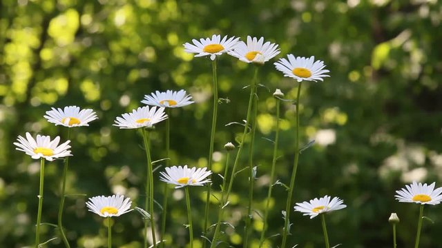 Daises dancing in the breeze in Summer