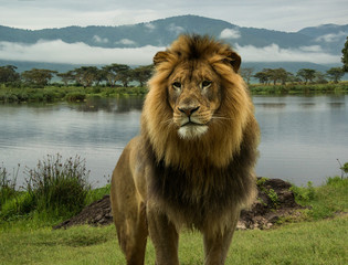 Naklejka premium Large African male lion in the Serengeti, Africa