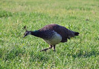  Beautiful young peahen on a green grass