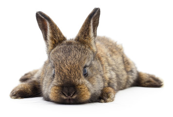 Obraz premium Brown bunny rabbit.