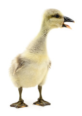 Little gosling isolated.