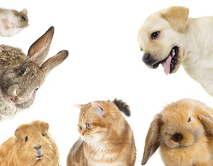 Fototapeta premium kitten and puppy and bunny