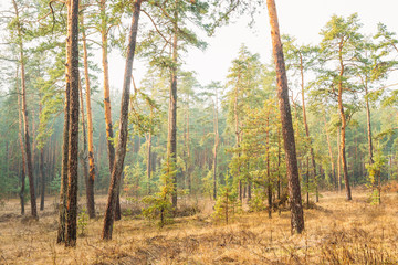 Landscape With Autumn Misty Forest. Scenic View