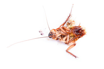 Dead cockroaches on floor