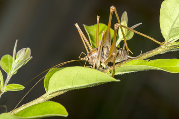 Camel cricket on a plant