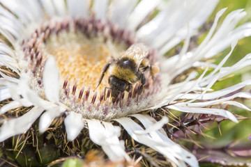 Bumblebee gathering pollen from a flower