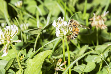 Honeybee collecting pollen from a trefoil flower