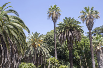 Fototapeta premium Forest of palm trees