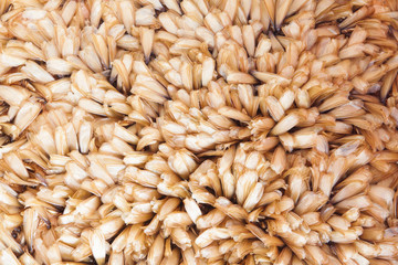 Beautiful tussock moth on floor.Termite close up view.