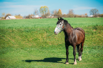 Brown Horse Grazing In Meadow With Green Grass In Summer Sunny D