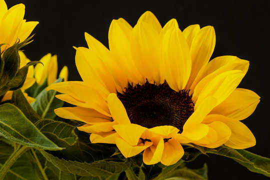 Fototapeta Close up yellow Sunflower on a black background