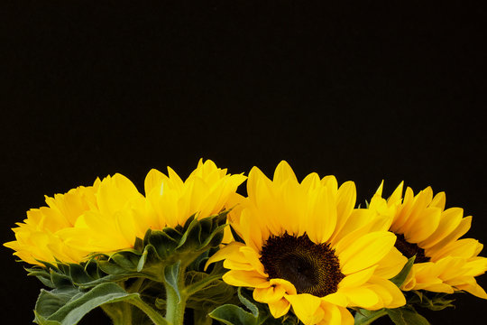 Fototapeta Flowers of beautiful sunflowers as background