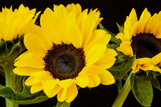 Several bright sunflowers on a black background