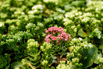 Pink flower among the green