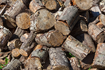Sawed poplar tree trunk. Cross section of the timber, cut trees, firewood stack for the background. Close up pile of logs background. Stack of freshly cut poplar timber. Heap of wooden log in a forest