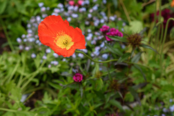 Poppy flower