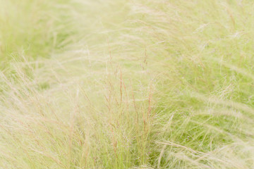 Weeds
