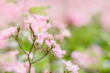 Pink flower