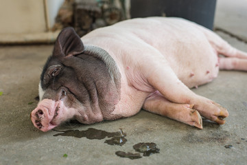 Sleeping pig on the floor. Selective Focus.