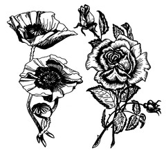 Цветок мака и цветок розы, набросок, эскиз татуировки сет  - obrazy, fototapety, plakaty