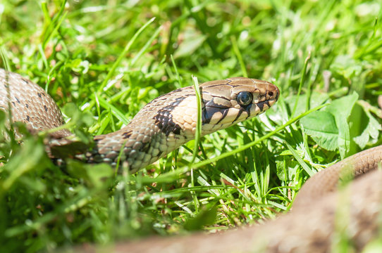 live snake on the grass