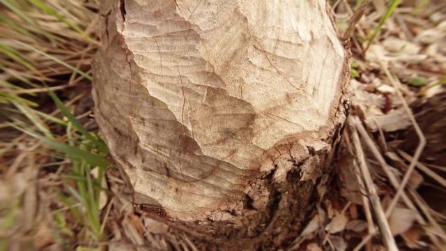 Gnawed by Beavers Trees on Swampy Areas Close up