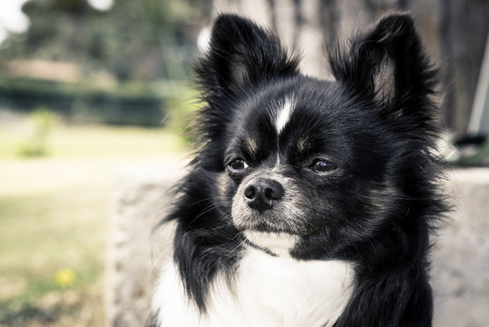 Portrait of Long Haired Chihuahua (long coat Chihuahua), looking away.