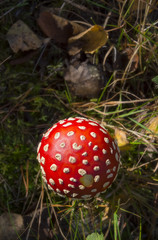 A red and white spotted single fly agaric in september. Small piece is missing. Sunlight, vertical, outdoors in nature, from above.